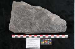 Foto (Objekt + Etikett) von Senftenbergia crenata Lindl. et H. (NHMW-GEO-2024-0188-10949)